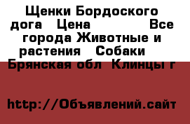 Щенки Бордоского дога › Цена ­ 60 000 - Все города Животные и растения » Собаки   . Брянская обл.,Клинцы г.